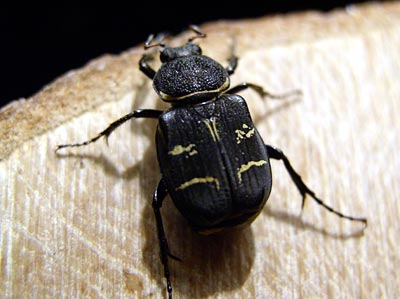 Japanese Flower Beetles-1 (日本産ハナムグリ)