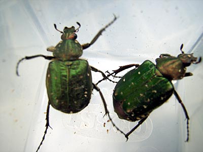 Japanese Flower Beetles-1 (日本産ハナムグリ)
