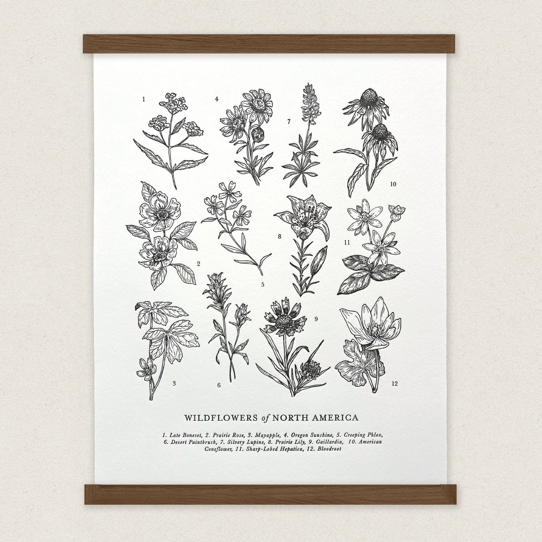 Wildflowers of North America Letterpress Print – The Wild Wander