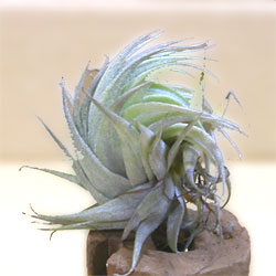 Tillandsia roseiflora