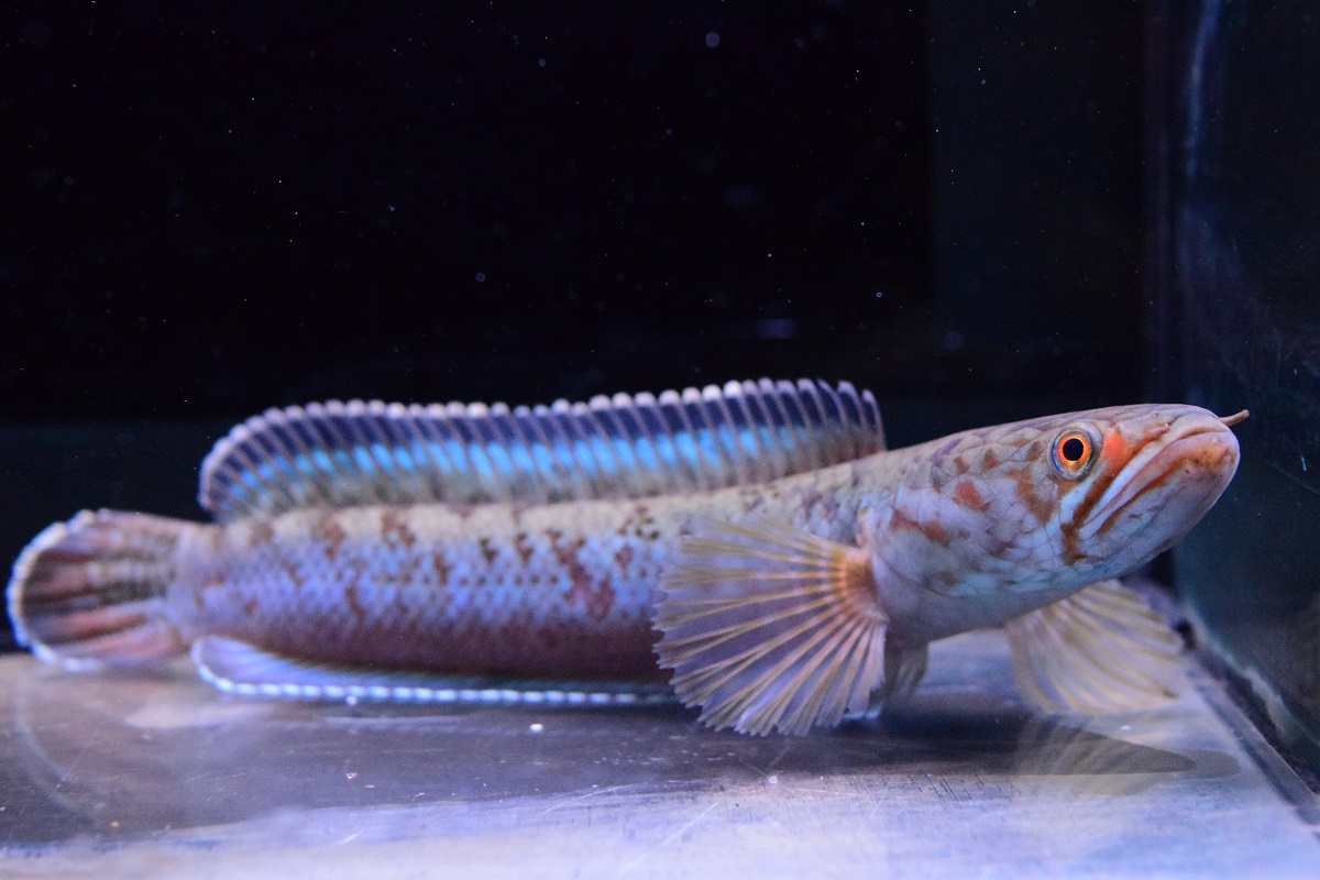 スネークヘッド - 静岡市の熱帯魚専門店（大型魚・古代魚・珍魚