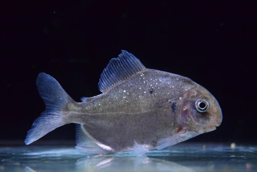 12/6 入荷魚紹介 - 静岡市の熱帯魚専門店（大型魚・古代魚・珍魚