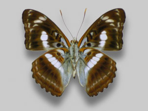 ヤエヤマイチモンジ標本