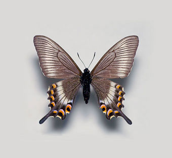 ミヤマカラスアゲハ標本