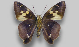 テツイロビロウドセセリ標本