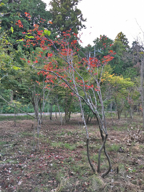 山採り天然木 ナツハゼ株立ち 樹高約2.5m | 八進緑産株式会社