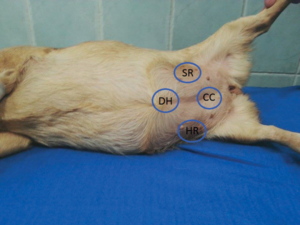 AFAST® [腹部迅速超音波検査法] – 壱岐動物病院