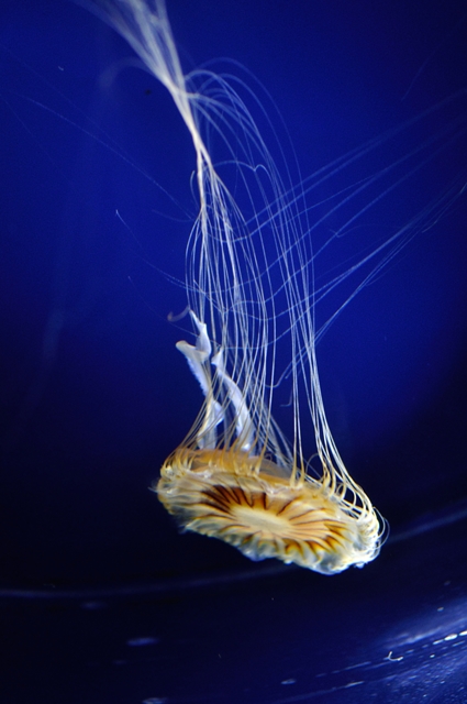 AF-S VR Micro-Nikkor 105mm f/2.8G IF-ED レビュー