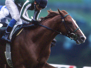 タイキエルドラド | 大樹レーシングクラブ公式サイト