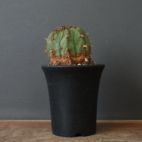 ユーフォルビア – TaiShoDo ONLINE SHOP