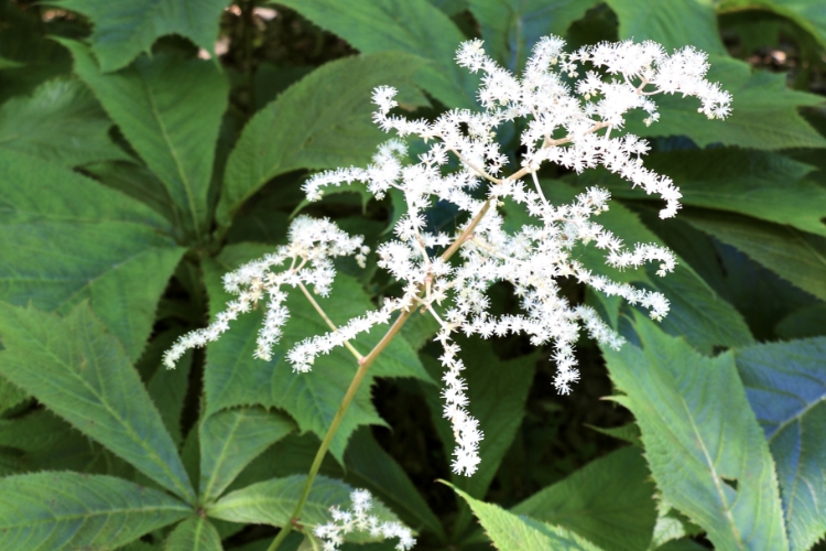 矢車草 | たじま高原植物園