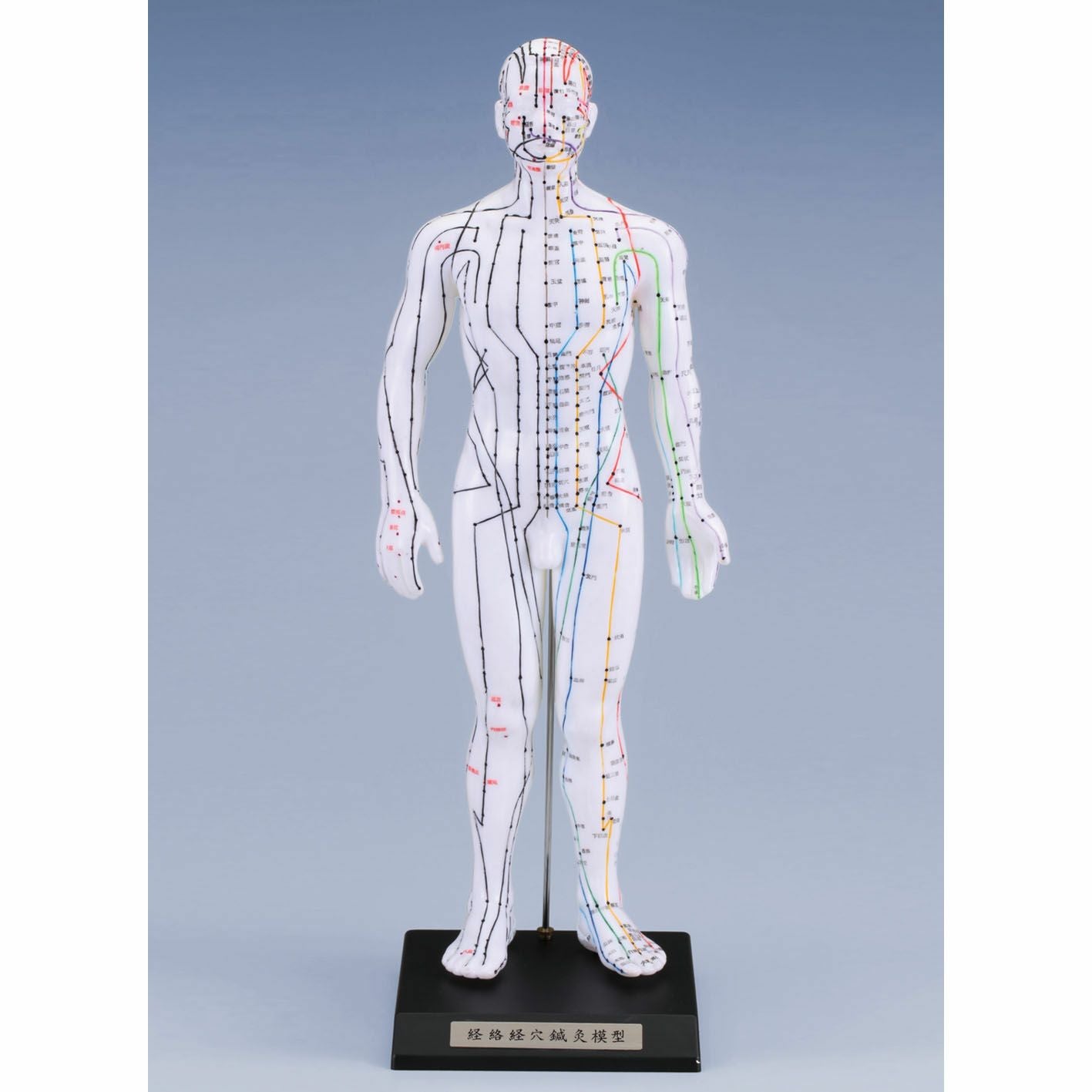 けいけつくんⅡ WHO新規格対応経絡経穴鍼灸模型 | タカチホメディカル