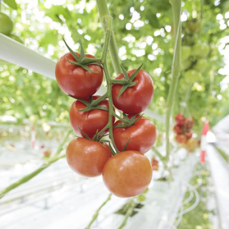 高田種苗オンライン / ライテルノ LYTERNO RZ