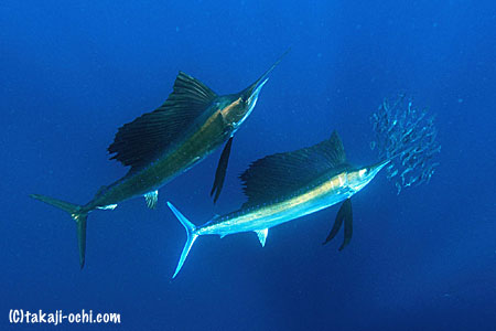 最終日、バショウカジキの群れと、4時間以上泳ぎ続ける | INTOTHEBLUE