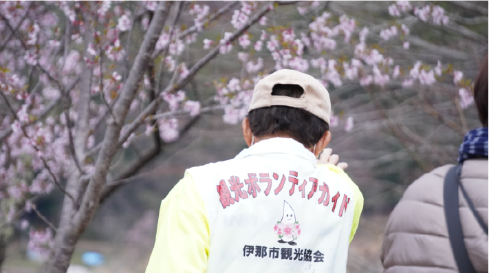 高遠城址公園さくら祭り 天下第一のさくら