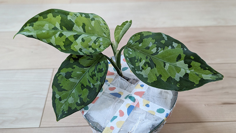 アグラオネマ ピクタム アンダマンの成長記録 #1 | みずみどり