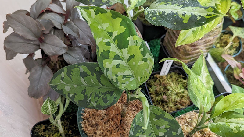 アグラオネマ ピクタム アンダマンの成長記録 #1 | みずみどり