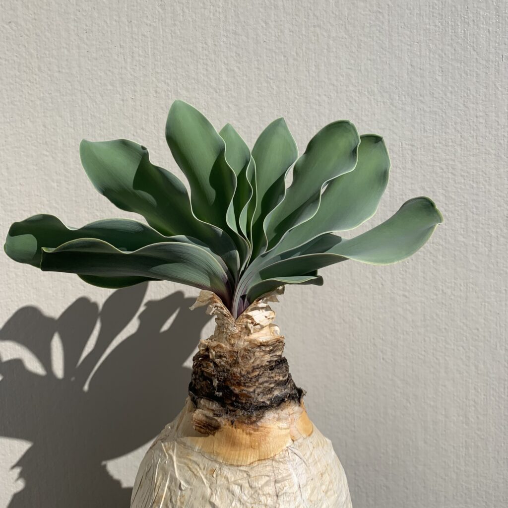 ブーファン・ハエマンソイデス（Boophane haemanthoides）～南アフリカ