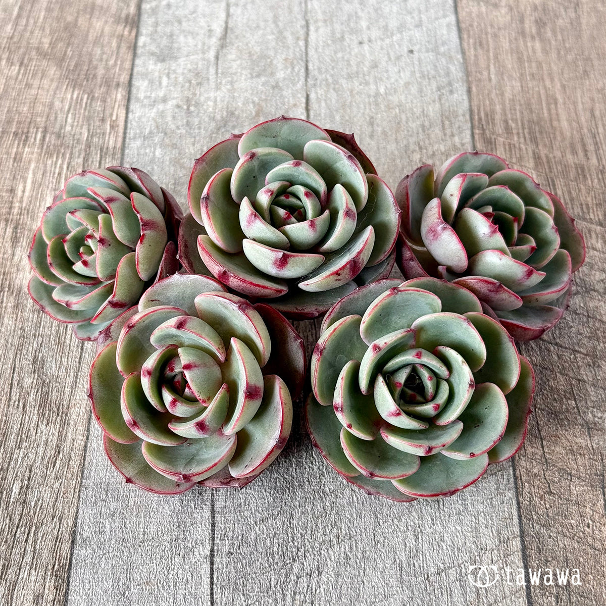 エケベリア – tagged 