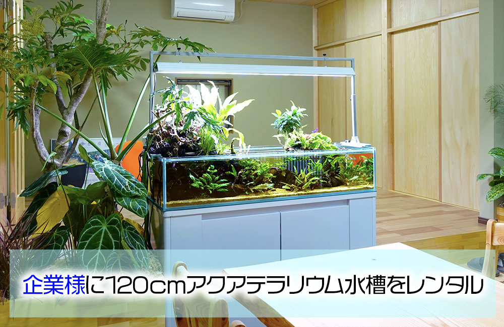 企業様に設置！事務所の120cmアクアテラリウム水槽・その後｜東京
