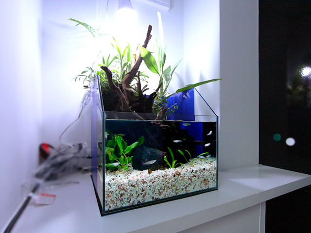 アクアテラリウム水槽のおすすめベスト5・専用水槽で快適に楽しもう