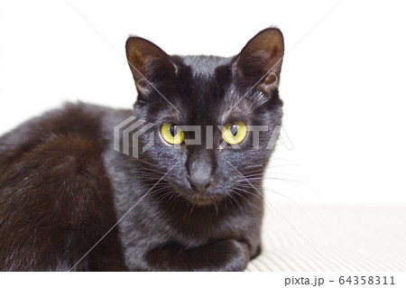 くろねこの写真素材 [64358311] - PIXTA