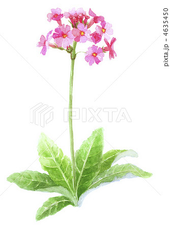九輪草 クリンソウのイラスト素材 [4635450] - PIXTA