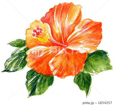 ハイビスカス（色鉛筆タッチ）20108.のイラスト素材 [1654257] - PIXTA