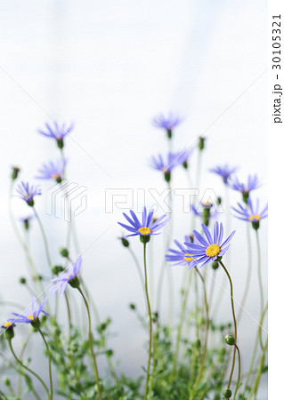 ブルーデイジーの写真素材 [30105321] - PIXTA