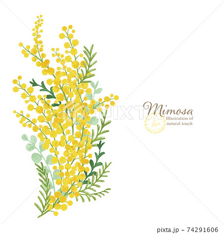 ミモザの手描きイラスト/花束のイラスト素材 [74291606] - PIXTA