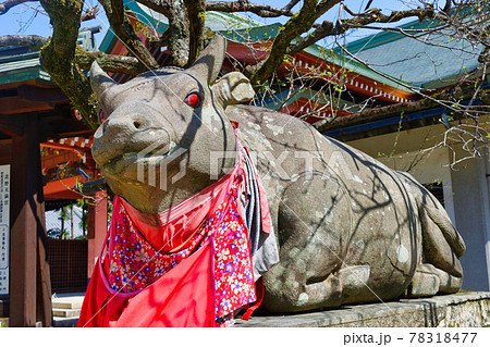 京都 北野天満宮の赤目の撫で牛の写真素材 [78318477] - PIXTA