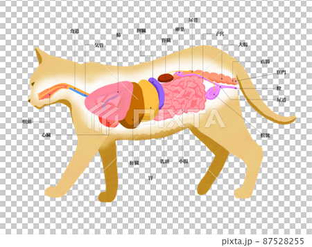 メス猫の解剖図線なしのイラスト素材 [87528255] - PIXTA
