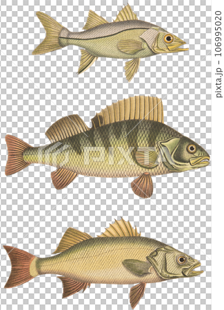 アンティーク・イラスト「19世紀スイスの魚図鑑」のイラスト素材