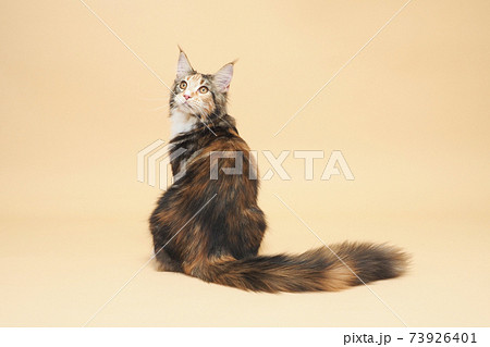 見返り猫の写真素材 - PIXTA