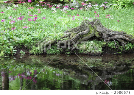 九輪草の写真素材 - PIXTA