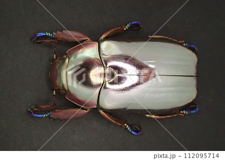 プラチナコガネの写真素材 - PIXTA