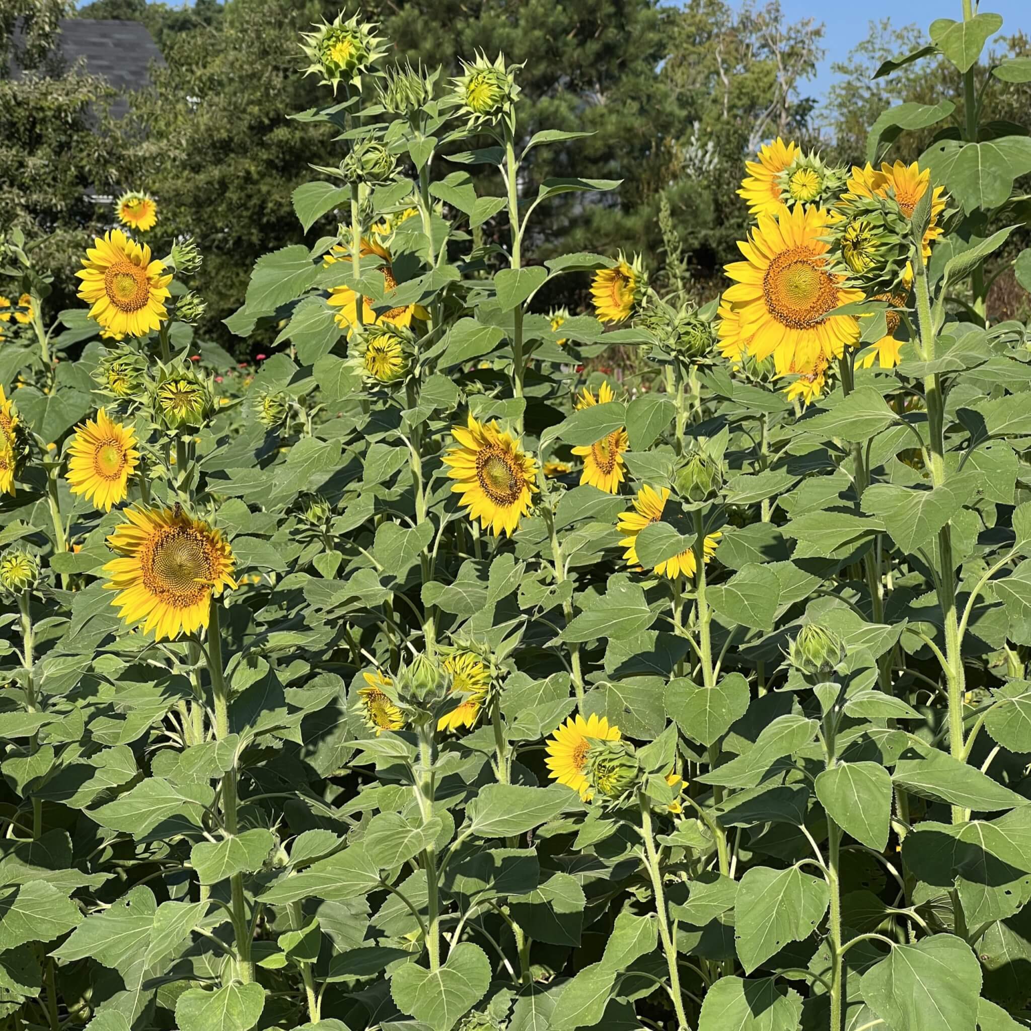 Cover Crop Seed, Peredovik Black Sunflower – The Gardener's Workshop