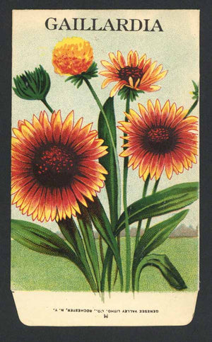 Vintage Seed Packets 1900-1940 – Page 4 – thelabelman