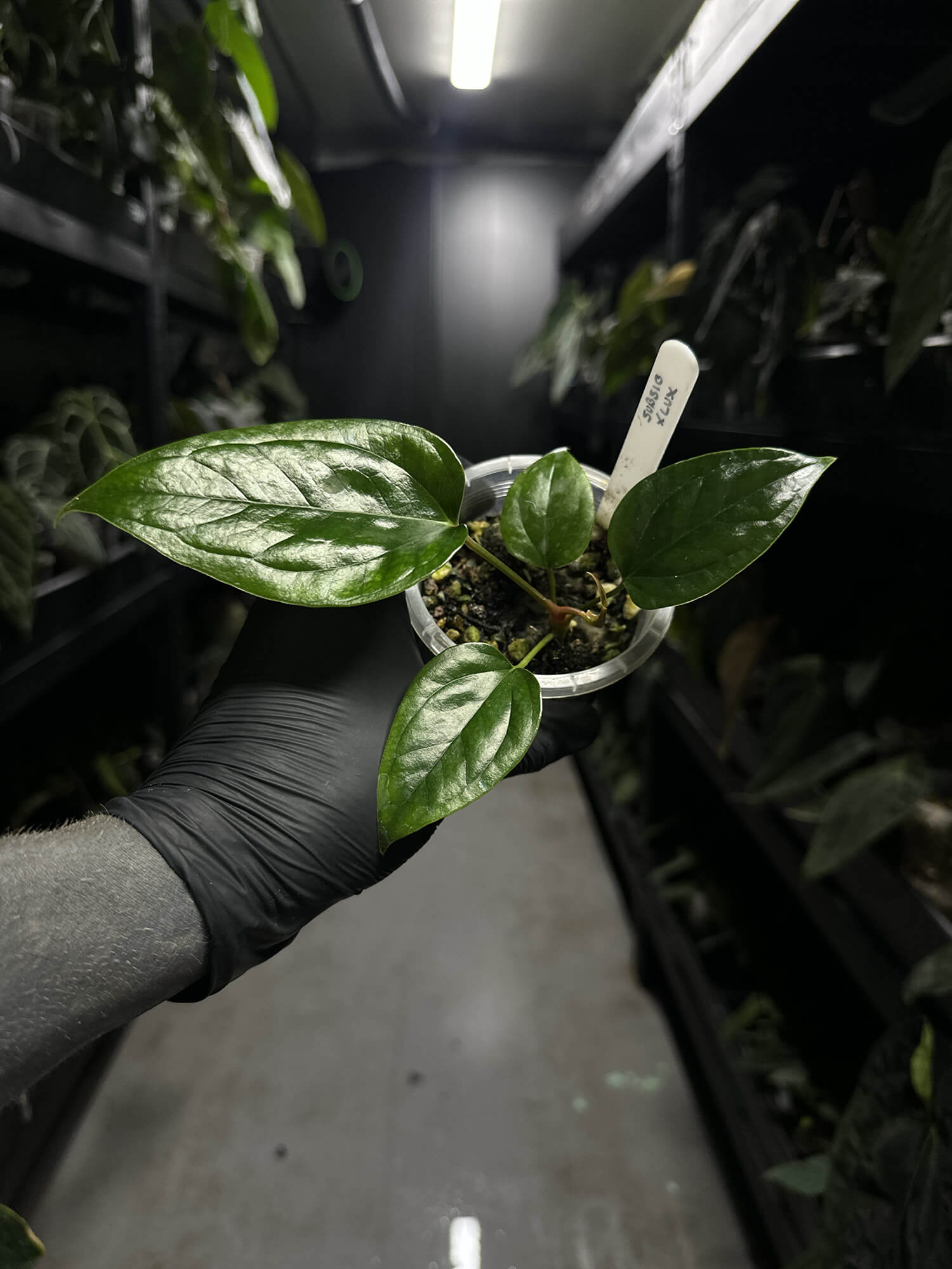 Anthurium subsignatum x luxurians – The Plant Plug