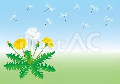 たんぽぽ03イラスト - No: 1883325｜無料イラスト・フリー素材なら