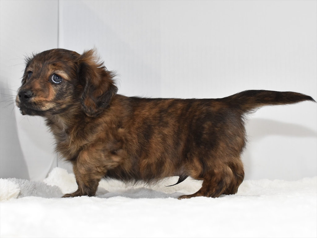 ミニチュアダックスフンド・23年12月4日生・レッドブリンドルのオス