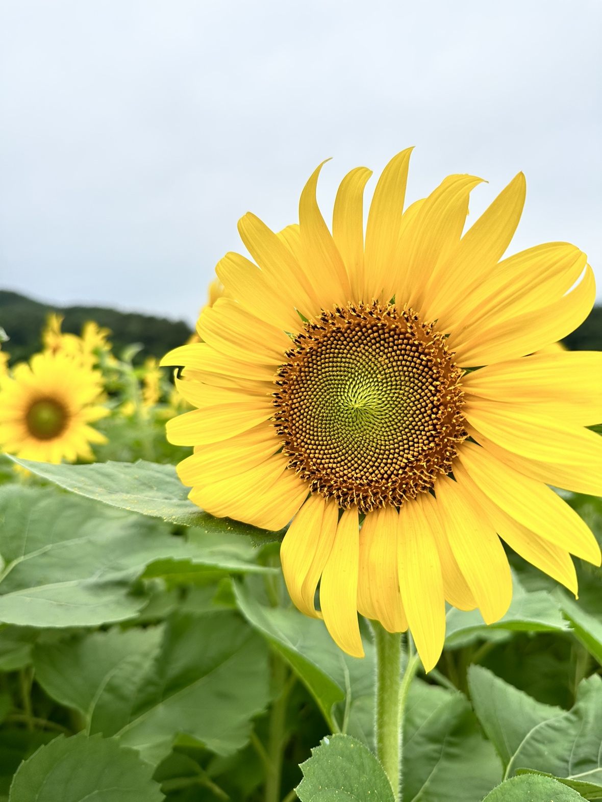 TOMAPU FARM ひまわりGARDEN 開催！！ | 北海道仁木町 自然体験農園