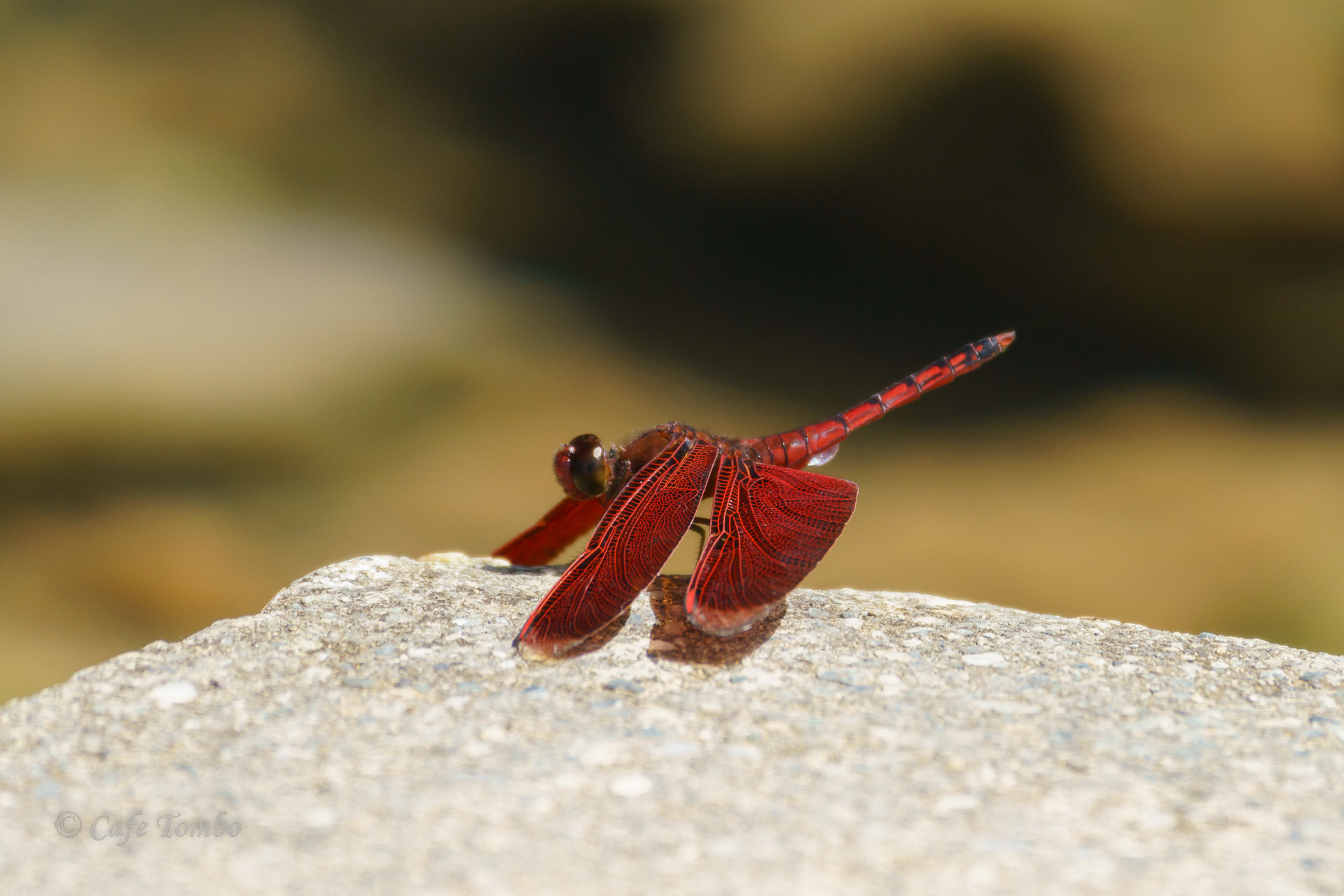 アカスジベッコウトンボ