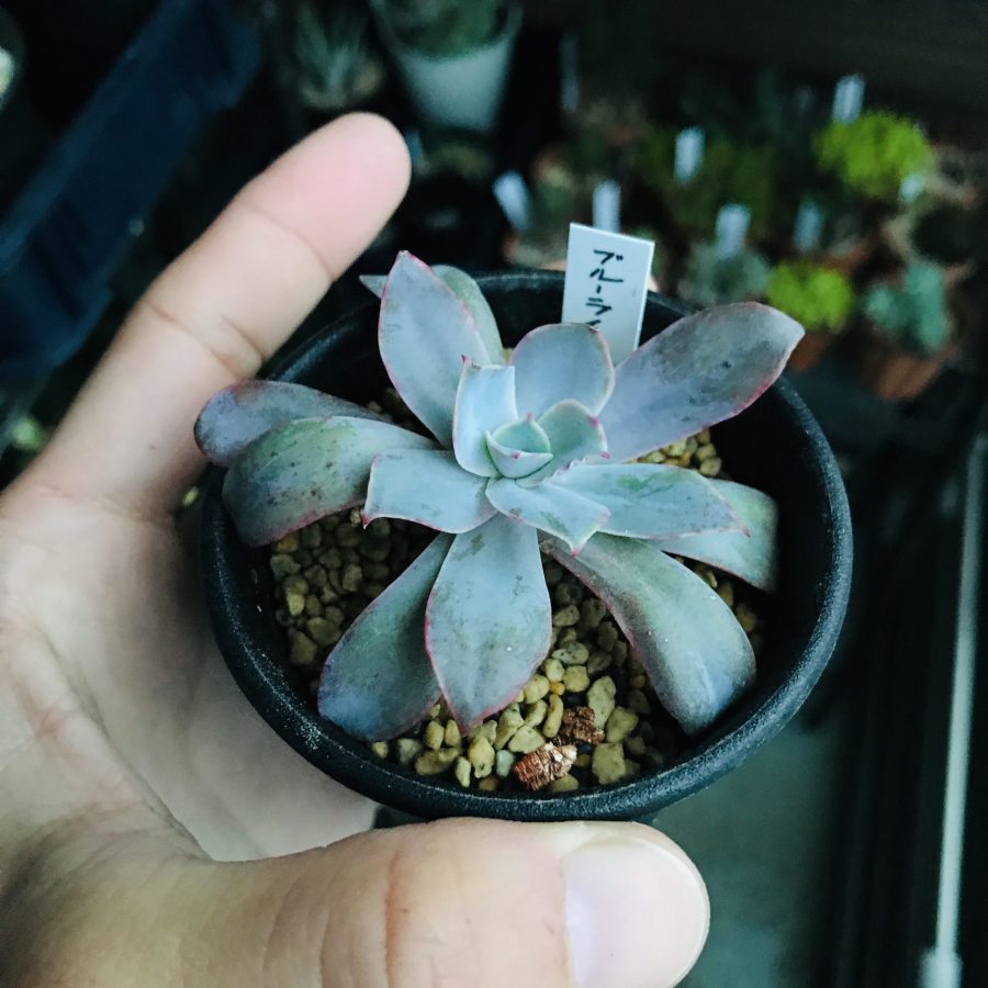 Top【選抜株】多肉植物 18996ブルーライト 10個 鉢無し/脱土 Top【選抜