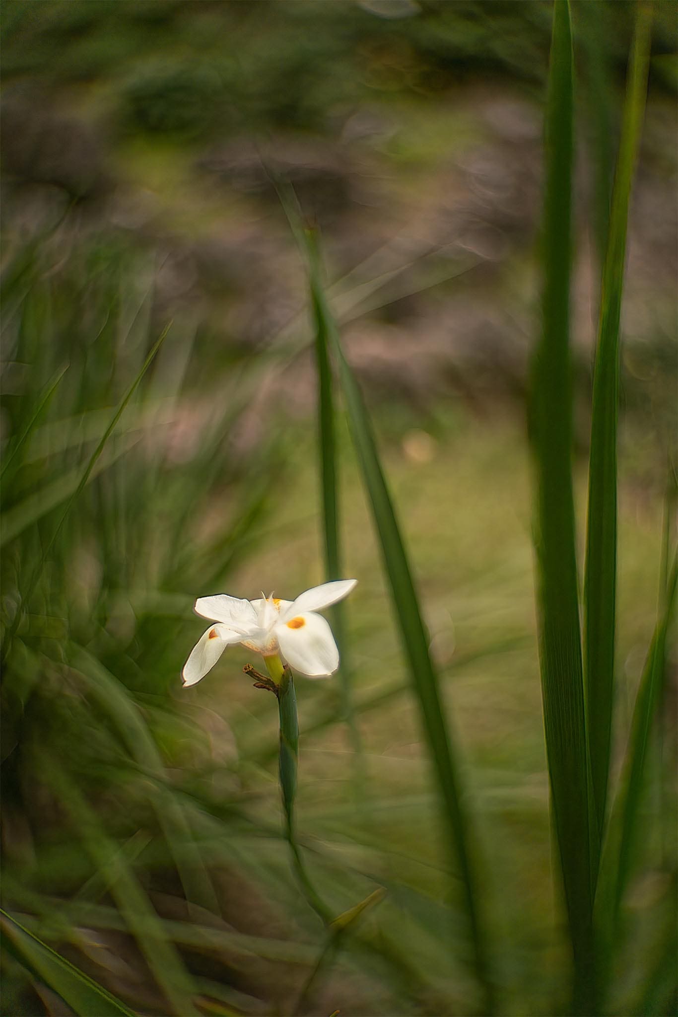 Dallmeyer 1 inch f1.9 cine lens – Toby Marshall