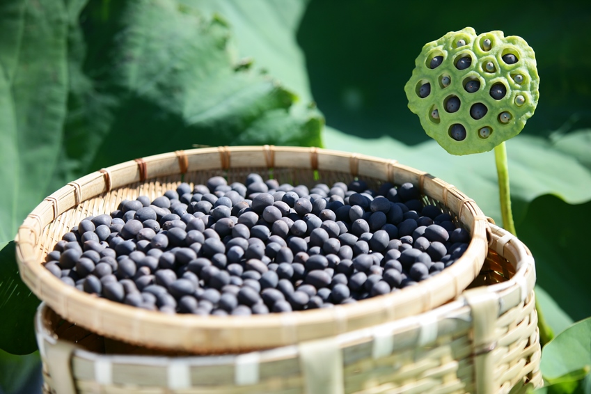 5袋までメール便対応】蓮たねものがたり-桃花扇(とうかせん)【大型種