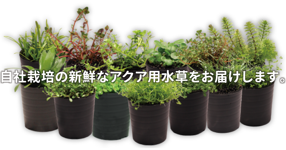 SAMURAI PLANTS | 杜若園芸WEBショップ｜水草の生産販売【通販ショップ】