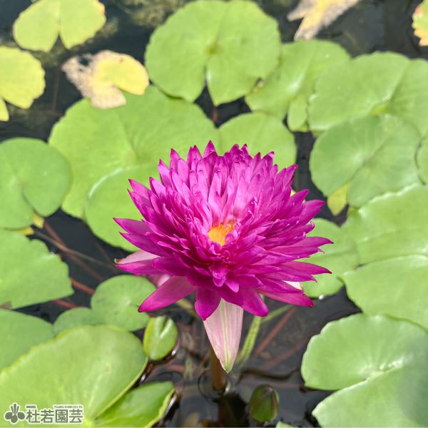 スイレン】 カオヒンソーン(熱帯睡蓮) 19cmカゴ | 杜若園芸WEBショップ