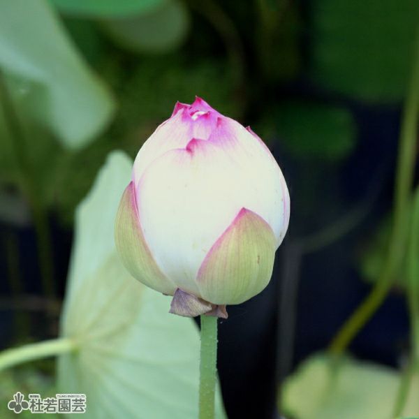 蓮、ハス】初戀（はつこい）【小型種】 | 杜若園芸WEBショップ｜水草の