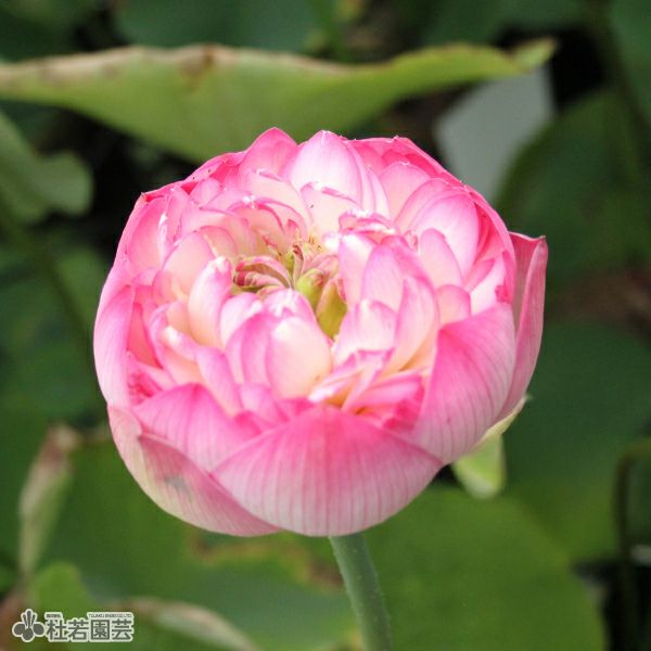 蓮、ハス】初戀（はつこい）【小型種】 | 杜若園芸WEBショップ｜水草の